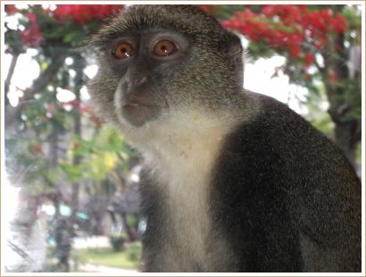 Affe