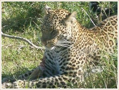 Gepard