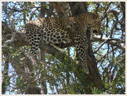 Gepard
