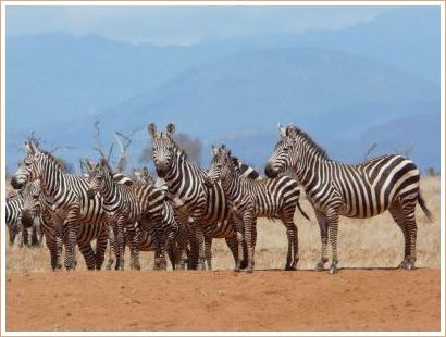 Zebraherde